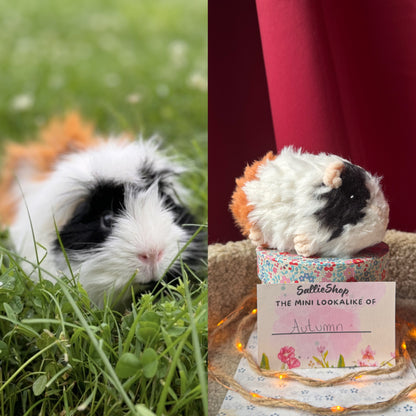 Cochon d’Inde Personnalisable Crochet